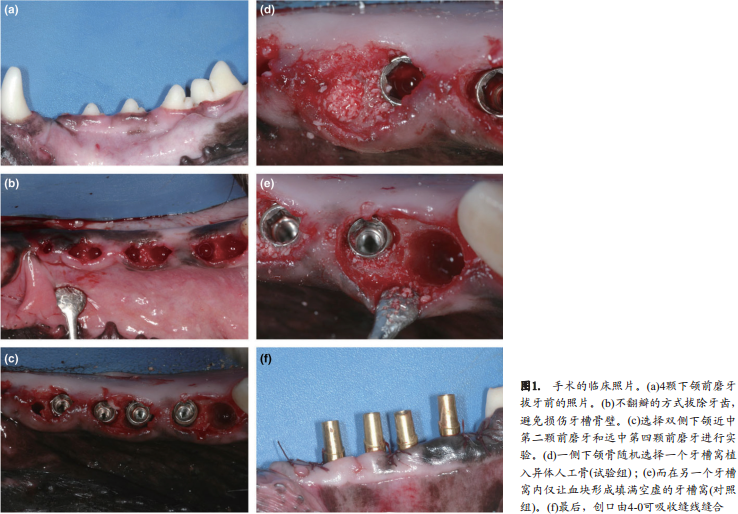 不翻瓣牙槽嵴位点保存术中是否移植异种骨对颊侧骨嵴改建的影响的组织形态学定量分析和显微CT成像研究