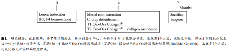 使用Bio-Oss骨胶原或联合使用胶原膜对于慢性感染拔牙窝的牙槽嵴保留效果